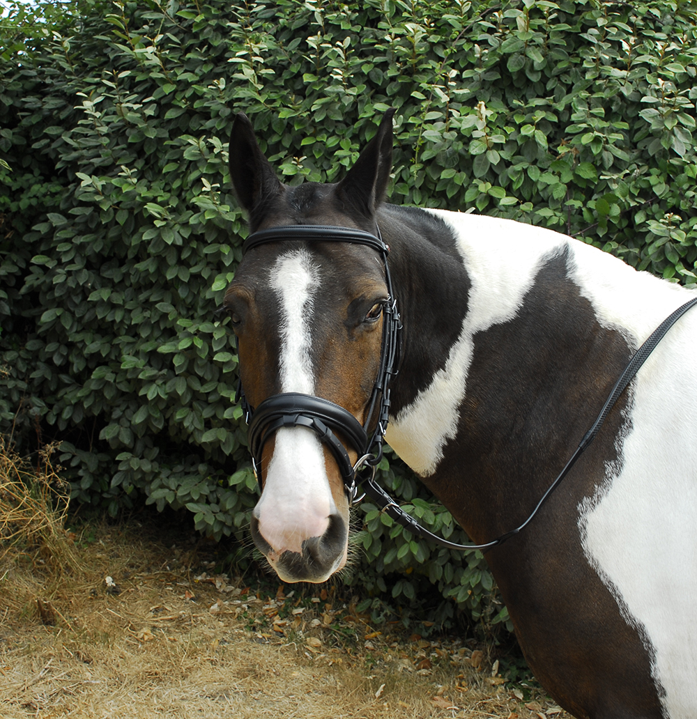 Windsor Equestrian Leather Bridle with Flash Noseband Black Havana full cob pony 